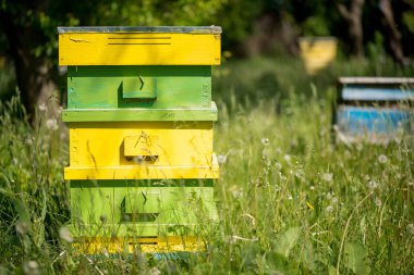 kovan arı kovanı içinde