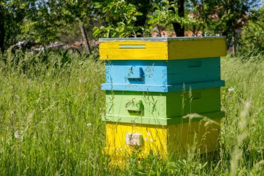 kovan arı kovanı içinde