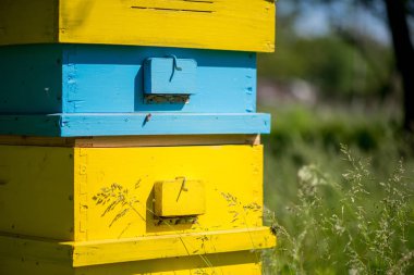 kovan arı kovanı içinde