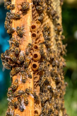 Arılarda bal peteğindeki arılara yakın çekim