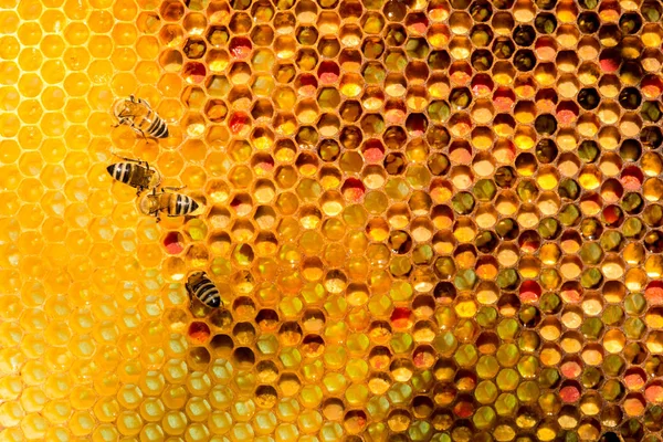 Closeup of bees on honeycomb in apiary — Stock Photo, Image