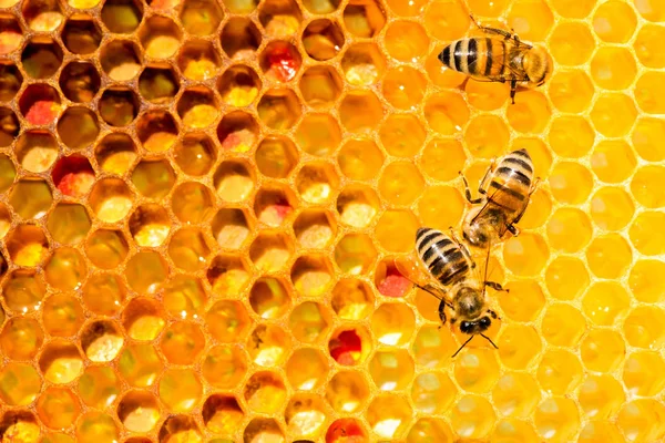 Closeup of bees on honeycomb in apiary — Stock Photo, Image