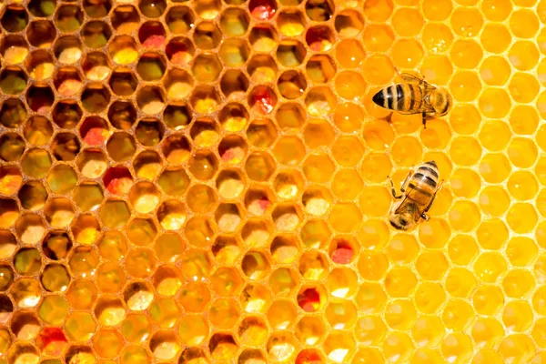 Крупный план пчел на сотах на пасеке — стоковое фото