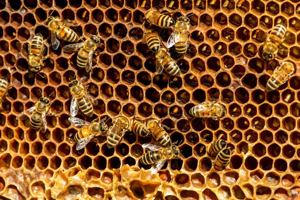 Nahaufnahme von Bienen auf Bienenwaben im Bienenhaus — Stockfoto