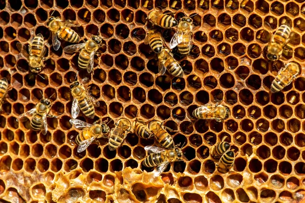 Primer plano de las abejas en panal en colmenar — Foto de Stock