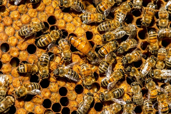 Bienenkönigin Schwarm - selektiver Fokus — Stockfoto