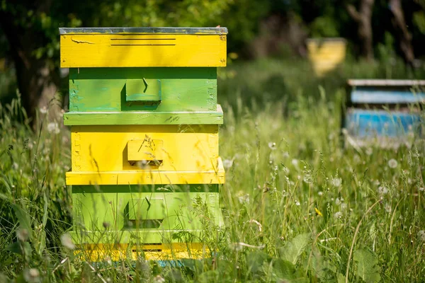 kovan arı kovanı içinde