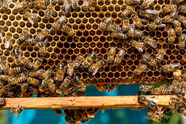 Arılarda bal peteğindeki arılara yakın çekim