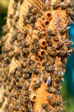 Arılarda bal peteğindeki arılara yakın çekim