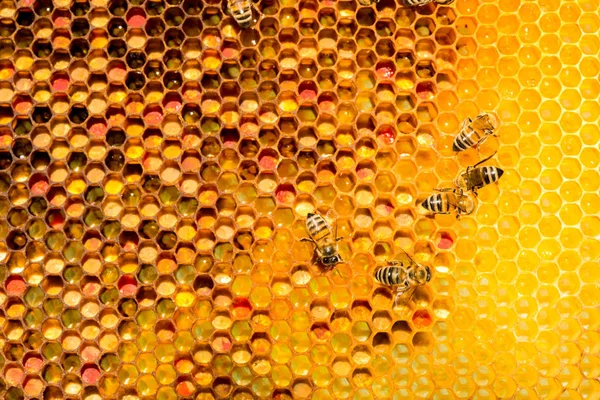 Primer plano de las abejas en panal en colmenar — Foto de Stock