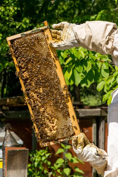 Onun arı kovanı Bahçe üzerinde arıcı — Stok fotoğraf