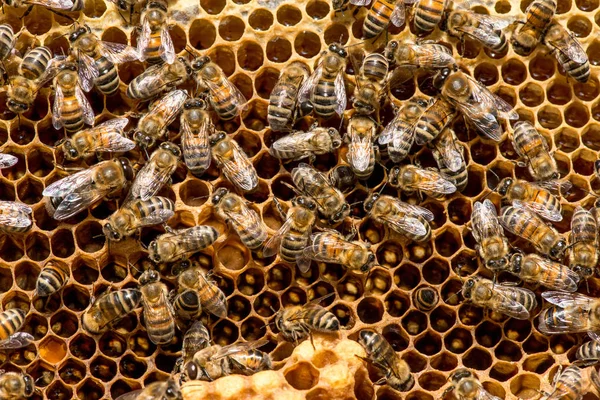 蜜蜂在蜂房蜂窝上的特写 — 图库照片