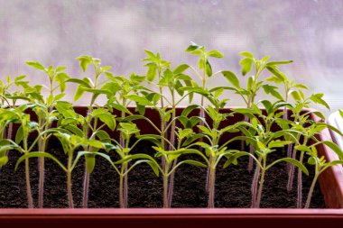 bir serada - seçici odak, büyüyen domates fidesi alanı Kopyala