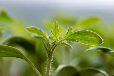 bir serada - seçici odak, büyüyen domates fidesi alanı Kopyala