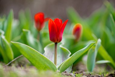 Alan bahar bahçe - seçici odak, kırmızı lale kopyalama
