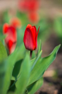 Alan bahar bahçe - seçici odak, kırmızı lale kopyalama