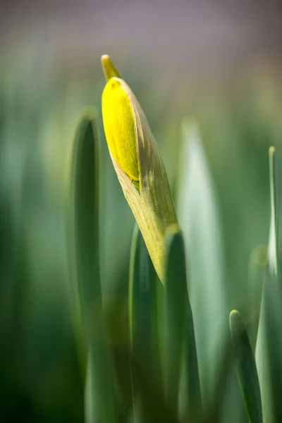 Gekeimte Frühlingsblumen Narzissen im Vorfrühlingsgarten - vertikale Ausrichtung — Stockfoto