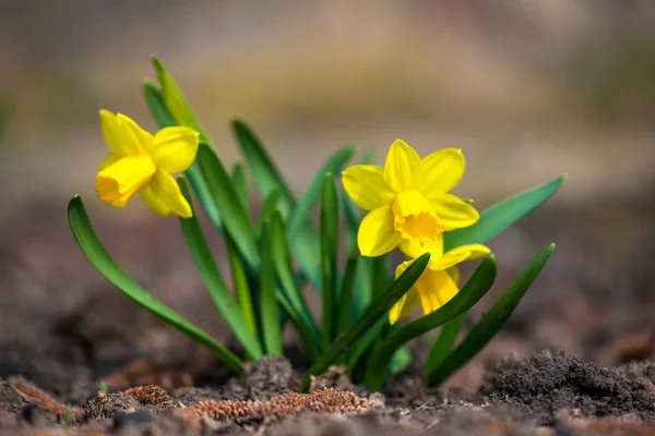 Gekeimte Frühlingsblumen Narzissen im Vorfrühlingsgarten - selektiver Fokus, Kopierraum — Stockfoto