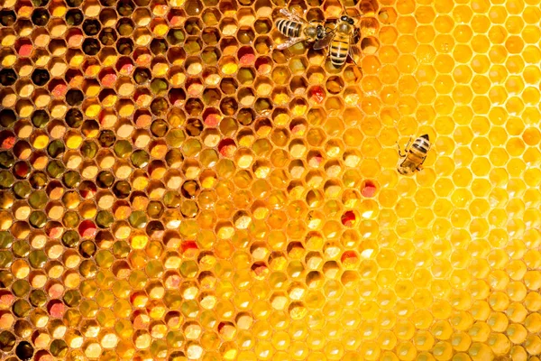 Primer plano de las abejas en panal en colmenar —  Fotos de Stock