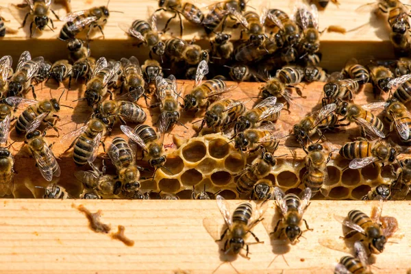 양봉원에 있는 벌집에 벌들이 모여 있다 — 스톡 사진