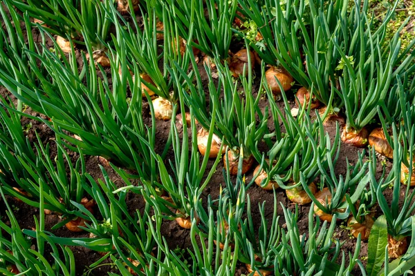Detail výsadby cibule ve skleníku - selektivní fokus, pohled shora — Stock fotografie