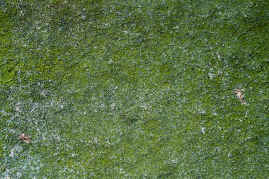 eski dehulled ahşap doku - kopya alanı