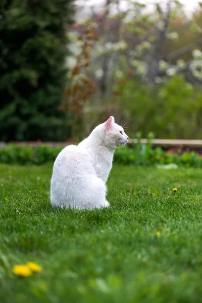 White cat sitting on green grass in the garden — Stockfoto