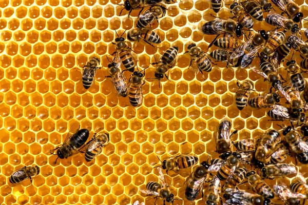 Zbliżenie pszczół na plastrze miodu w pasiece — Zdjęcie stockowe