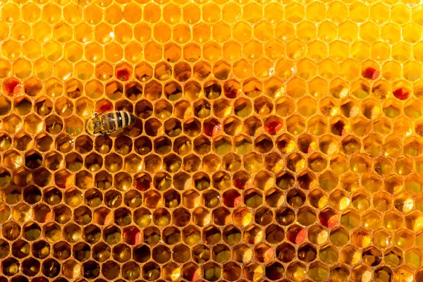 Primer plano de las abejas en panal en colmenar — Foto de Stock