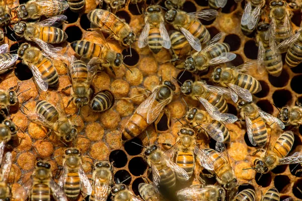 Bienenkönigin Schwarm - selektiver Fokus — Stockfoto