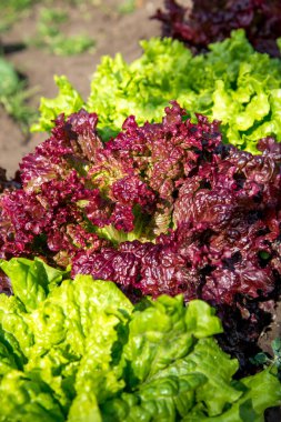 Taze Lollo Rosso marul bahçede