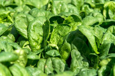 Bir erken bahar bahçe taze ıspanak