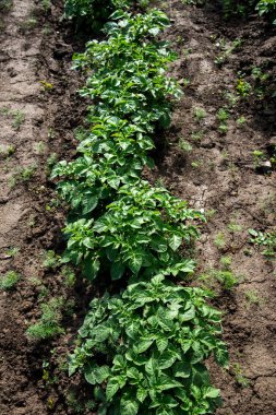 Satır alanında genç patates bitkilerin