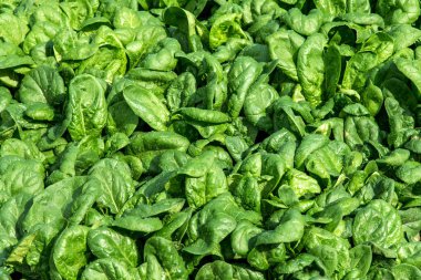 Bir erken bahar bahçe taze ıspanak