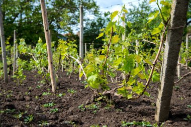 üzüm bağları satırları