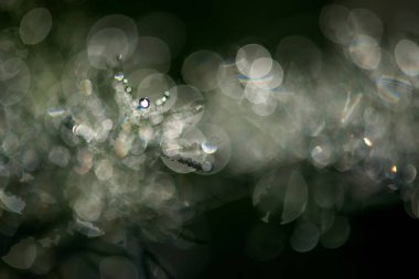 Çiy ile soyut kompozisyon bitkiler - seçici odak, kopya alanı üzerine düşer