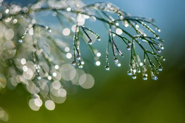 Çiy ile soyut kompozisyon bitkiler - seçici odak, kopya alanı üzerine düşer