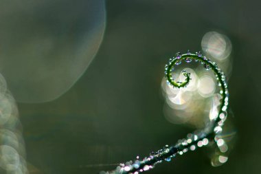 Çiy ile soyut kompozisyon bitkiler - seçici odak, kopya alanı üzerine düşer