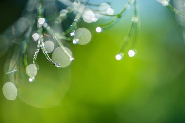 Çiy ile soyut kompozisyon dereotu bitkiler - seçici odak, kopya alanı üzerine düşer