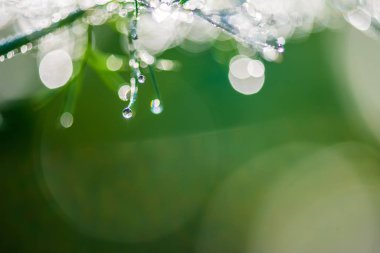 Çiy ile soyut kompozisyon dereotu bitkiler - seçici odak, kopya alanı üzerine düşer