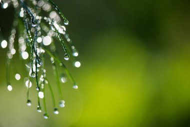 Çiy ile soyut kompozisyon dereotu bitkiler - seçici odak, kopya alanı üzerine düşer
