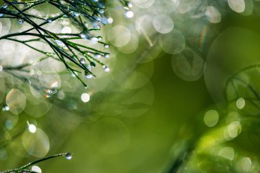 Çiy ile soyut kompozisyon dereotu bitkiler - seçici odak, kopya alanı üzerine düşer