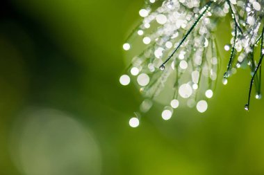 Çiy ile soyut kompozisyon dereotu bitkiler - seçici odak, kopya alanı üzerine düşer