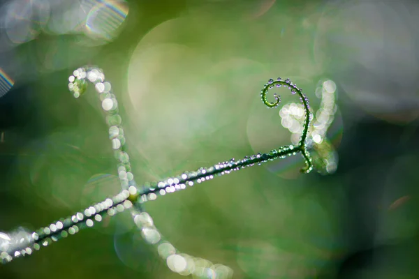 Abstract composition with  dew drops over pea plants - selective focus, copy space — Stock Photo, Image