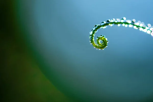 Composición abstracta con gotas de rocío sobre las plantas de guisantes - enfoque selectivo, espacio de copia —  Fotos de Stock