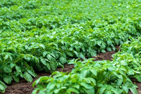 Rows of young potato plants on the field Royalty Free Stock Photos