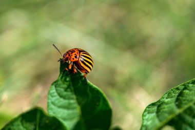 Colorado böceği patates üzerinde bırakır - seçici odak