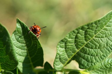 Colorado böceği patates üzerinde bırakır - seçici odak