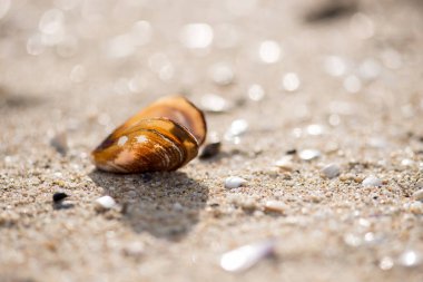 Kumsalda deniz kabukları