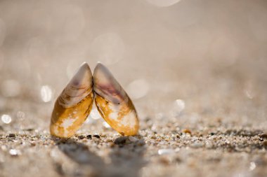 Kumsalda deniz kabukları